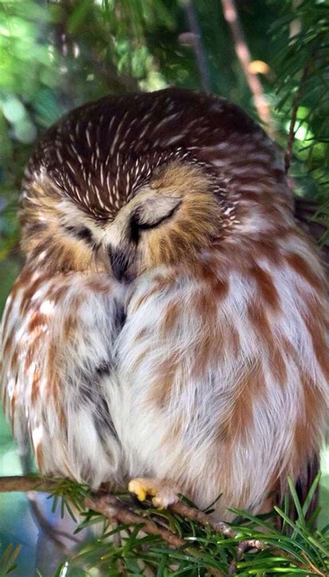 Sleeping Owl Animal Nature Owl Pet Birds Owl Pictures