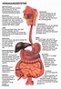 verdauung | Menschlicher körper anatomie, Anatomie lernen, Anatomie körper