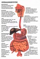 verdauung | Menschlicher körper anatomie, Anatomie lernen, Anatomie körper