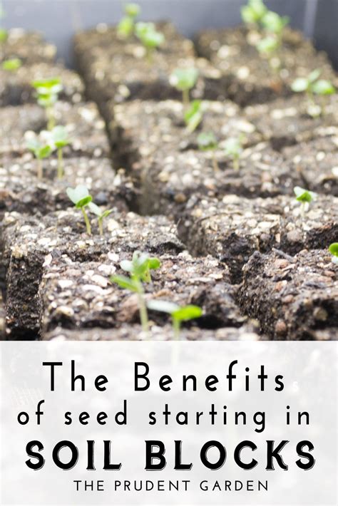 The Benefits Of Seed Starting In Soil Blocks | Seed starting mix, Seed starting, Soil