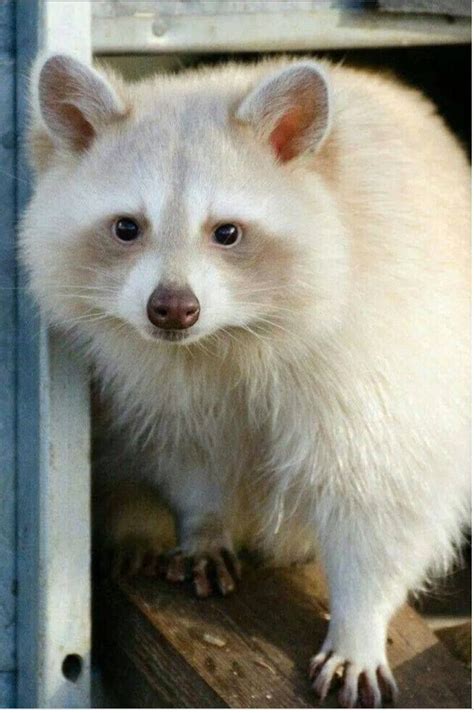 An Albino Raccoon Music Indieartist Chicago Rare Albino Animals