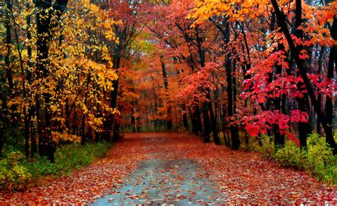 Free Download Autumn Season Most Beautiful Wallpapers Full Hd