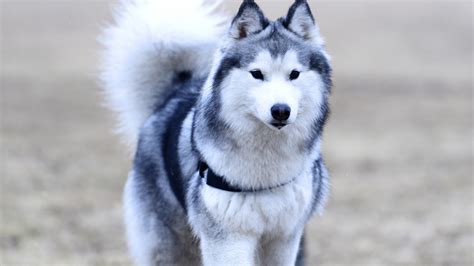 Dog wallpapers, backgrounds, images 1920x1080— best dog desktop wallpaper sort wallpapers by: Download 1920x1080 wallpaper husky, dog, furry animal, confident, full hd, hdtv, fhd, 1080p ...