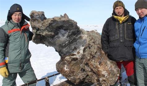 Woolly Mammoth Carcass Discovered In Russia Raises Exciting Possibilities Eye On The Arctic