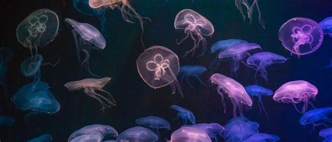 ️ 10 Datos Increíbles Sobre Las Medusas En Diciembre Del 2023