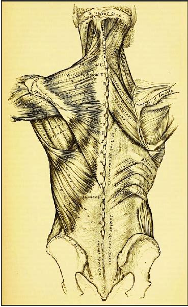 An Illustration Plate From Henry Grays Anatomy Descriptive And