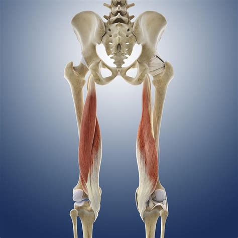 Thigh Hamstring Muscles Artwork Photograph By Science Photo Library