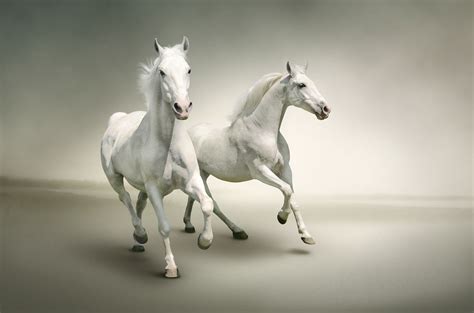 White Horse Wallpapers Pictures Images