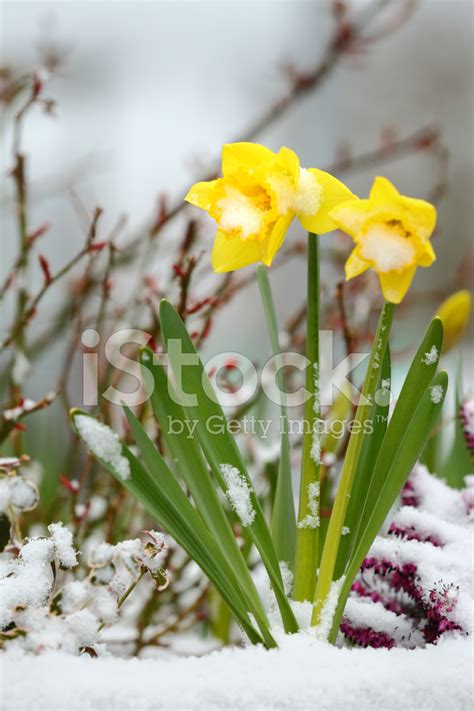 Daffodils And Snow Spring Thaw Stock Photo Royalty Free Freeimages