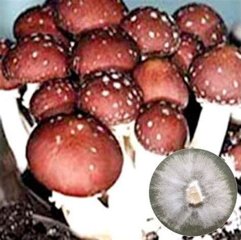 Wine Cap Mushroom Culture Mushrush Fungi Specialists