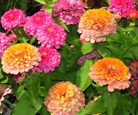 Blooming Zinnias Free Stock Photo Public Domain Pictures