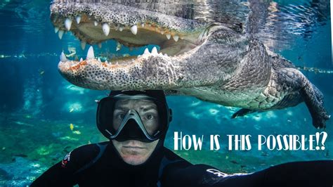 Swimming With Alligators How Is This Possible Explained Youtube