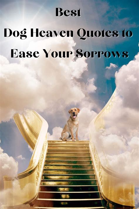 Best Dog Heaven Quotes To Ease Your Sorrows Darling Quote