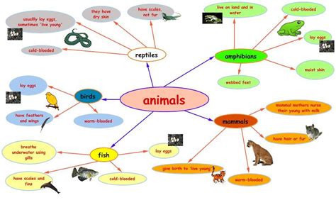Animal Mindmap Gender Of Animals Animals And Pets Mind Map Examples