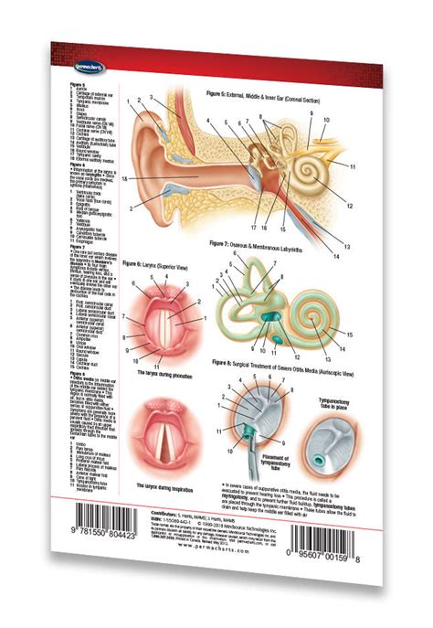 Ear Nose Throat Medical Anatomy Poster 24 X 36 Laminated Quick