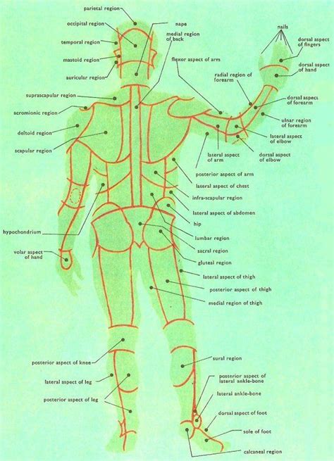 Surface Anatomy Anatomy Surface Post Human