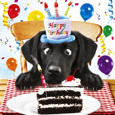 Black Labrador Birthday Card For Me Funny Dog And Birthday