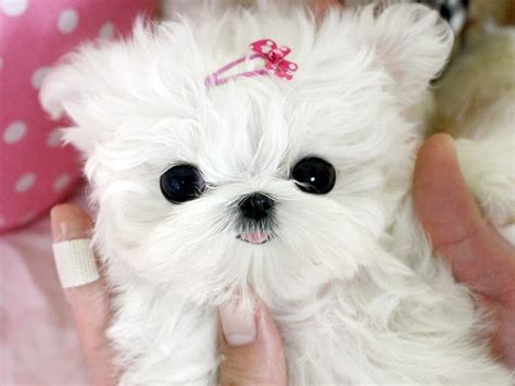 Amazing Teacup Maltese Puppies For Sale For Sale Adoption From Los
