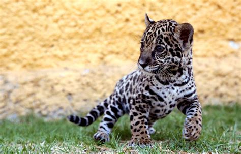 ¡puaj 16 Raras Razones Para El Jaguares Animales Bebes El Jaguar
