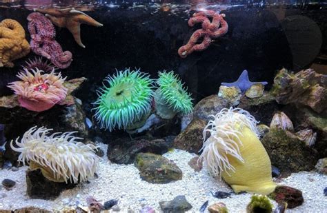 Sea Anemone Description Habitat Image Diet And
