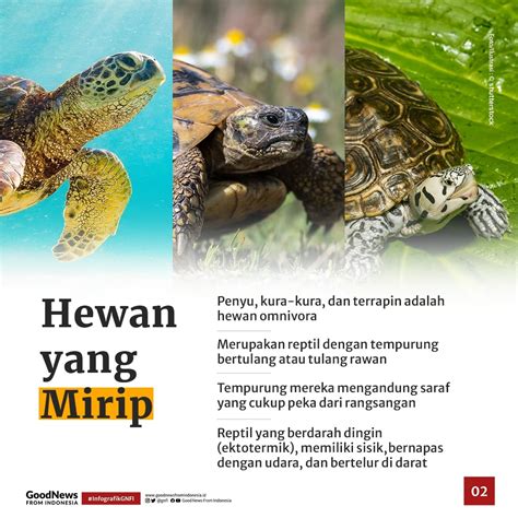 Ini Dia Perbedaan Penyu Kura Kura Dan Terrapin Infografik Gnfi