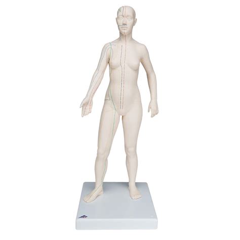 Modello Anatomico Di Corpo Intero N31 3B Scientific Di Agopuntura