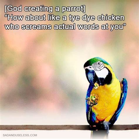 How God Created Parrots Funny Parrots Funny Birds Funny Animals