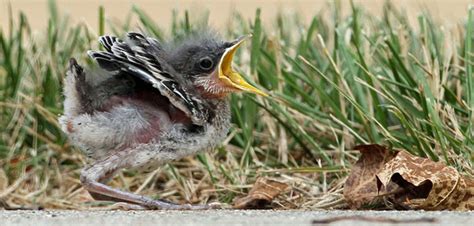 However, many baby birds do not need rescuing and would be much better cared for by their parents in the wild. I found a baby bird - what should I do? | U.S. Fish and ...