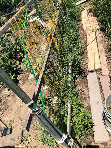 Sacramento Digs Gardening How Not To Grow Tomatoes