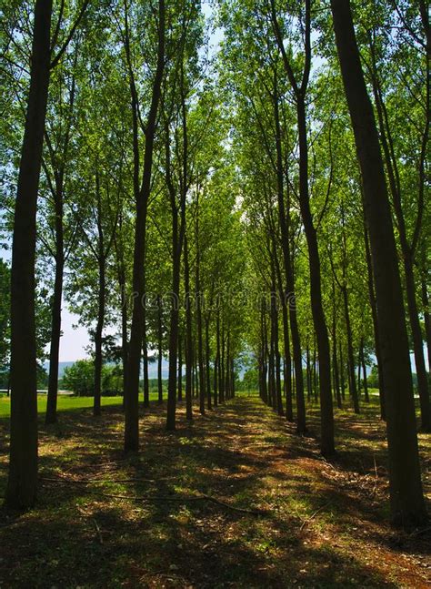 Tall Green Trees Forest In Macedonia Northern Greece Stock Photo