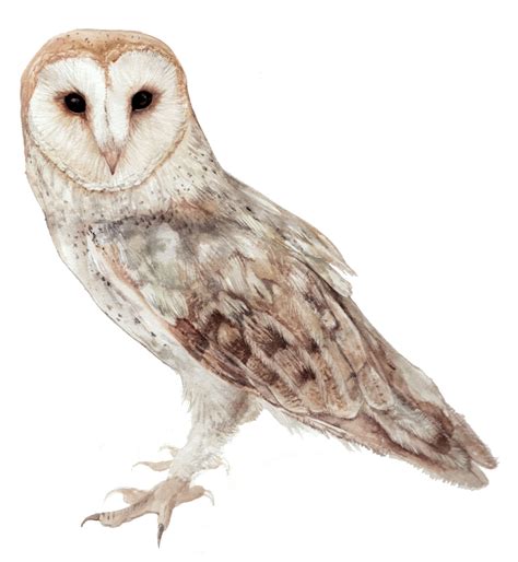 Wildlife Illustrations And Paintings Barn Owl Art Barn Owl Owl
