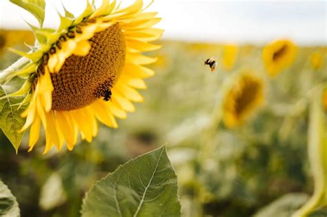 Do Bees Like Sunflowers Unraveling The Bee Flower Relationship Swf Bees