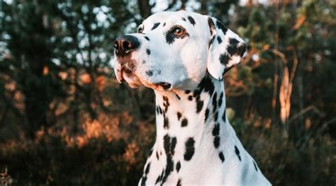 Dalmatian Dog Breed Information Facts Pictures And More