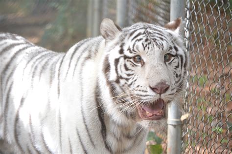 Saber Tiger Carolina Tiger Rescue