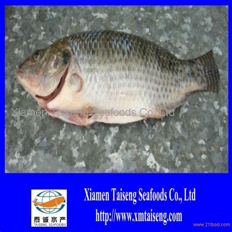 Whole Round Cleaned Tilapia Fishchina Taiseng Tilapia Price Supplier