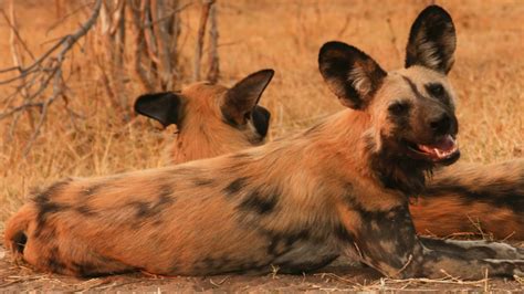 Performance pet foods specialises in importing natural pet food. 15 Things You Didn't Know About African Wild Dogs | AFKTravel