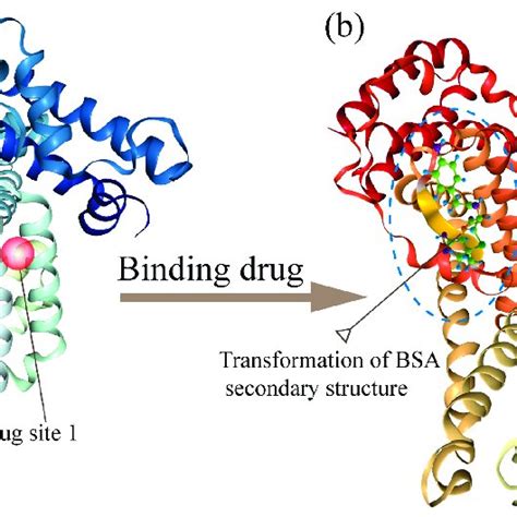 A The Crystal Structure Of Bovine Serum Albumin BSA PDB ID 3V03