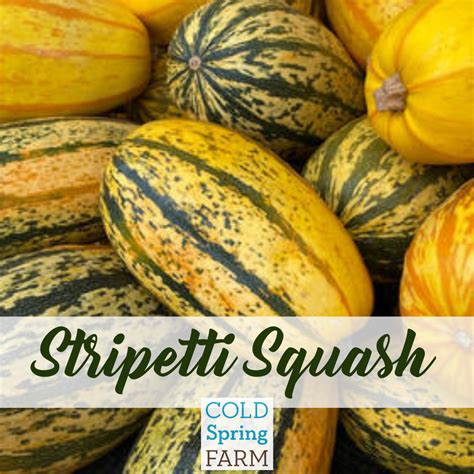 Stripetti Squash — Cold Spring Farm