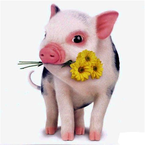 Pin On Cute Pigs