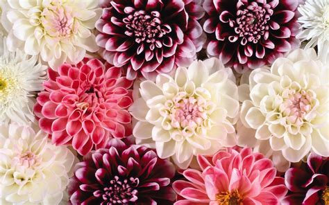 204 Dahlia Hd Wallpapers Background Images Wallpaper Abyss