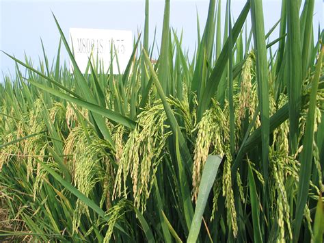 Broken rice data was reported at 5,889.000 ton in may 2018. Agriculture for Impact Conventional Plant Breeding