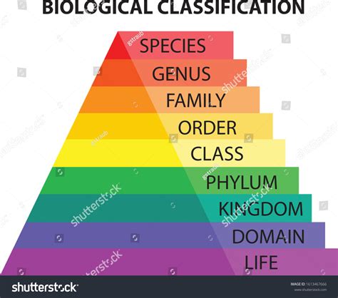 Biological Classification Taxonomy Colorful Diagram Stock Vector