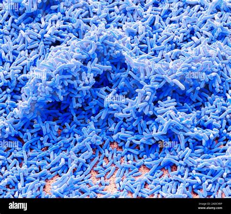 Pseudomonas Bacteria Coloured Scanning Electron Micrograph Sem Of