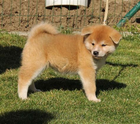 Akita Puppy Puppies For Sale