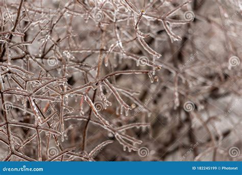 Frozen Plants Covered In A Thick Layer Of Ice After A Winter Ice Storm