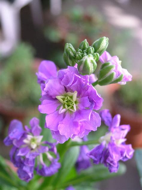 Here are a few standouts that we think. Stock Flower Info - Caring For Stock Plants In The Garden