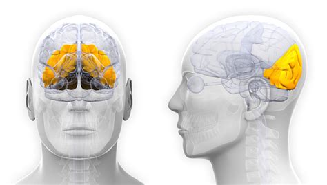 Male Occipital Lobe Brain Anatomy Isolated On White Stock Photo