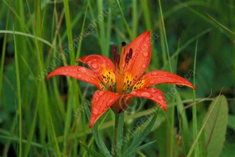 Western Red Lily Meadow Lake Lone Pine Photo