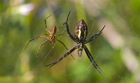 Oral Sex Shock Spiders Pleasure Female Mates To Stay Alive Nature News Uk