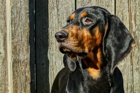 Can Coonhounds Live With Cats